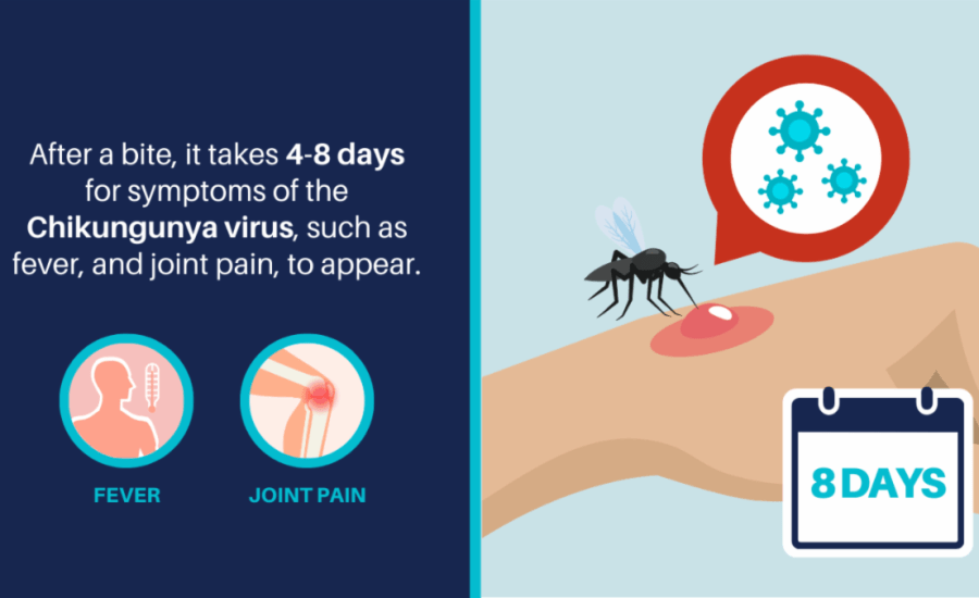 chikungunya virus
